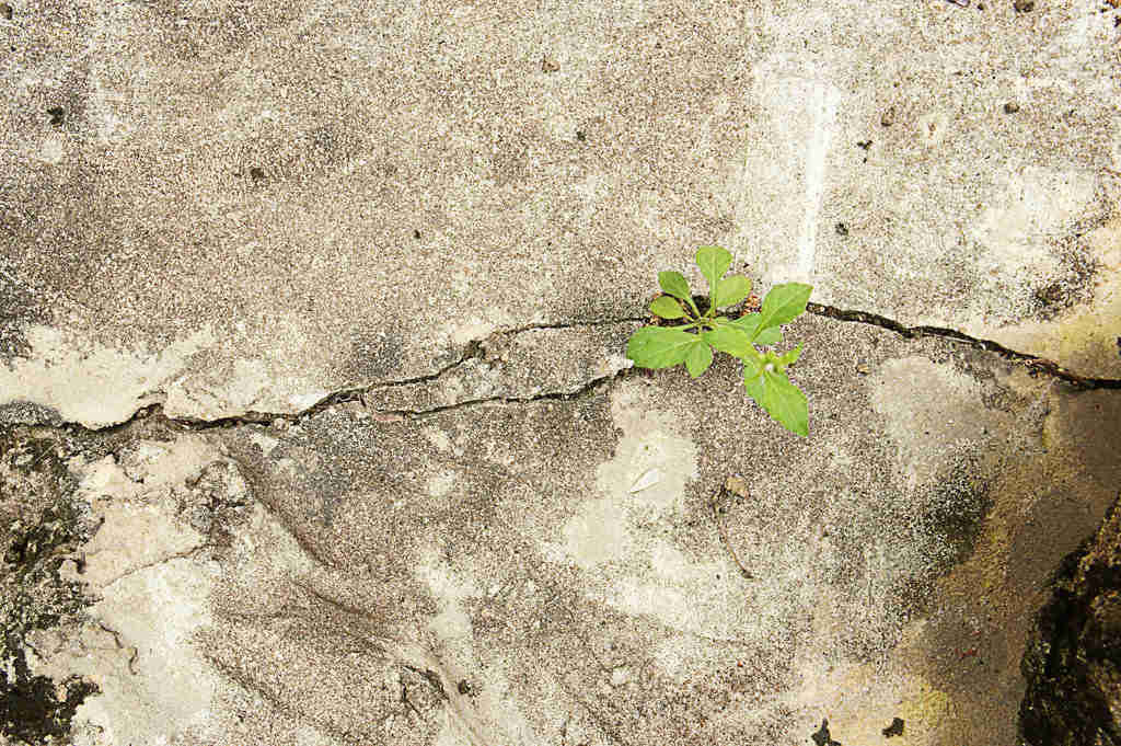 Who is Responsible for Nuisance or Damage Caused by a Tree?